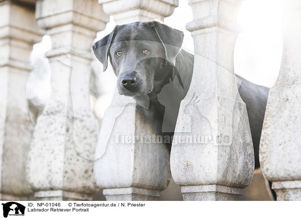 Labrador Retriever Portrait / Labrador Retriever Portrait / NP-01046