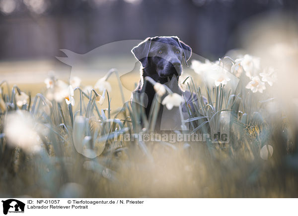 Labrador Retriever Portrait / NP-01057