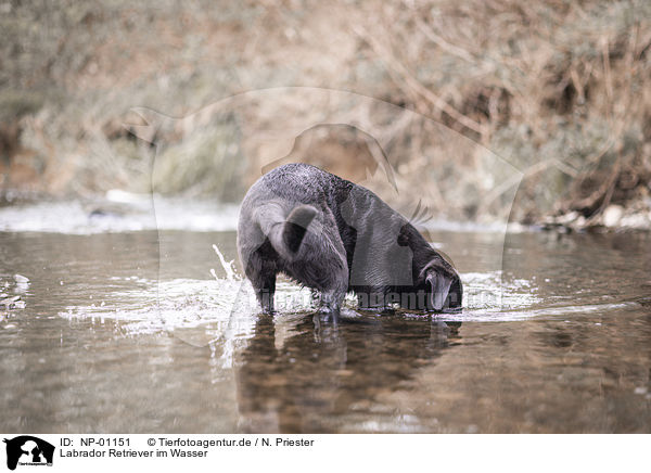Labrador Retriever im Wasser / Labrador Retriever in the water / NP-01151