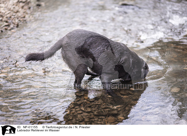 Labrador Retriever im Wasser / Labrador Retriever in the water / NP-01155