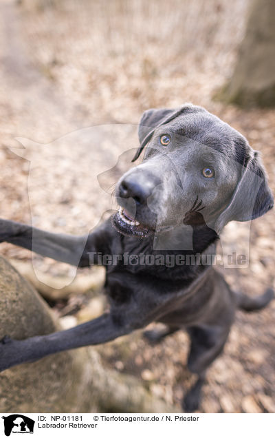 Labrador Retriever / NP-01181