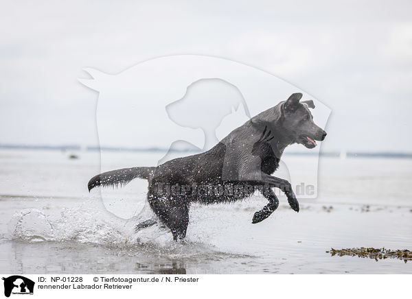 rennender Labrador Retriever / NP-01228