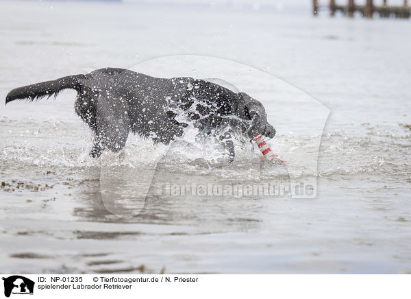 spielender Labrador Retriever / playing Labrador Retriever / NP-01235