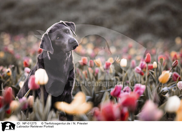 Labrador Retriever Portrait / NP-01275