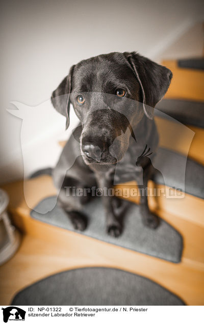 sitzender Labrador Retriever / sitting Labrador Retriever / NP-01322