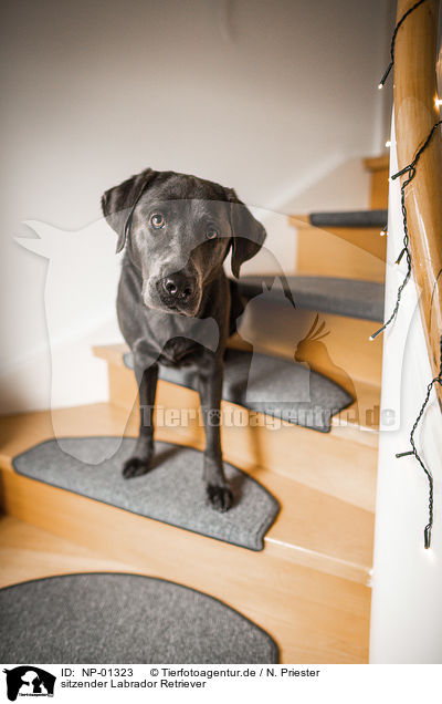 sitzender Labrador Retriever / sitting Labrador Retriever / NP-01323