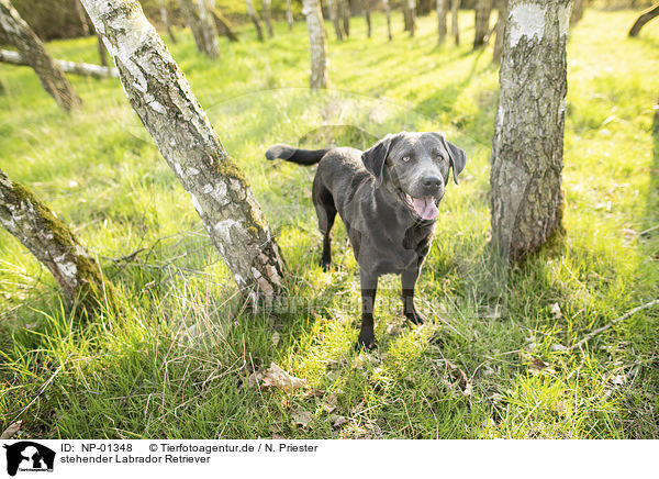 stehender Labrador Retriever / standing Labrador Retriever / NP-01348