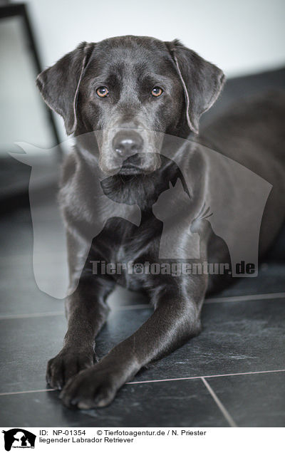 liegender Labrador Retriever / lying Labrador Retriever / NP-01354