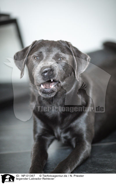 liegender Labrador Retriever / lying Labrador Retriever / NP-01367