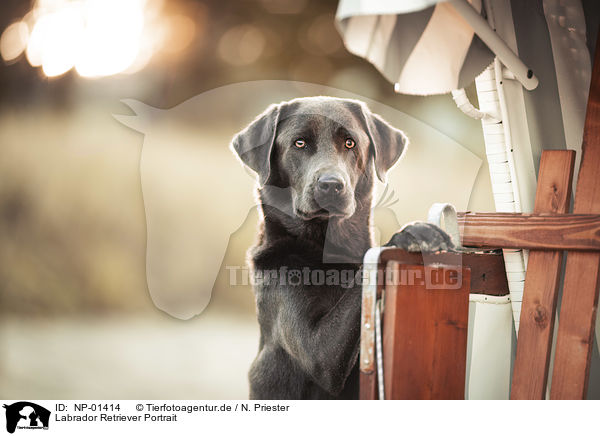 Labrador Retriever Portrait / Labrador Retriever Portrait / NP-01414
