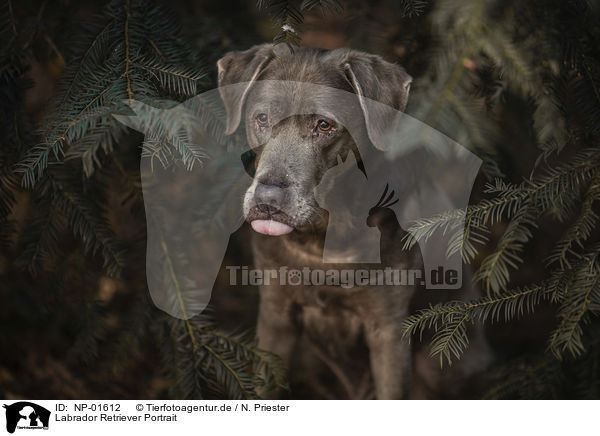 Labrador Retriever Portrait / NP-01612