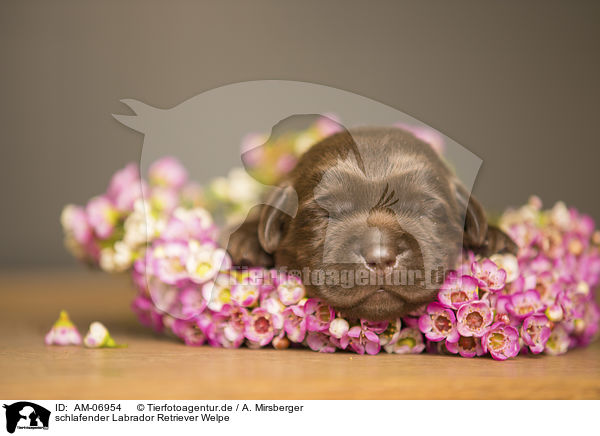 schlafender Labrador Retriever Welpe / sleeping Labrador Retriever Puppy / AM-06954