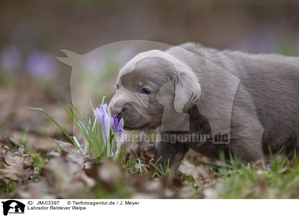 Labrador Retriever Welpe / JM-03397