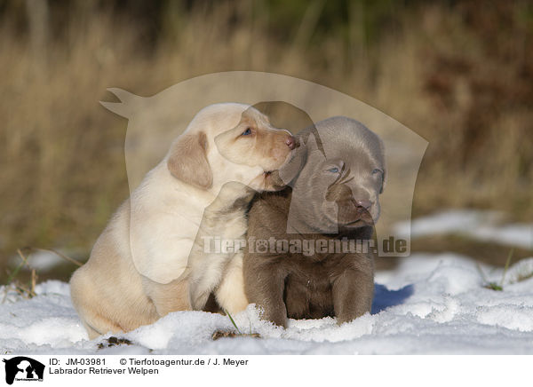 Labrador Retriever Welpen / JM-03981