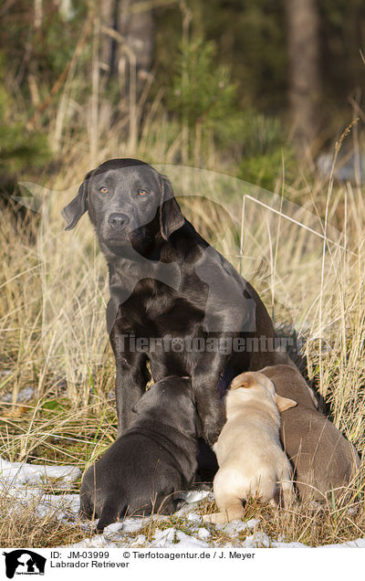 Labrador Retriever / Labrador Retriever / JM-03999