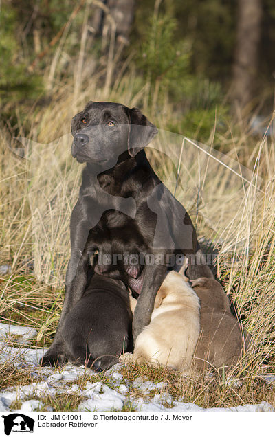 Labrador Retriever / JM-04001