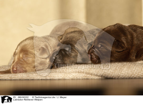 Labrador Retriever Welpen / JM-04022