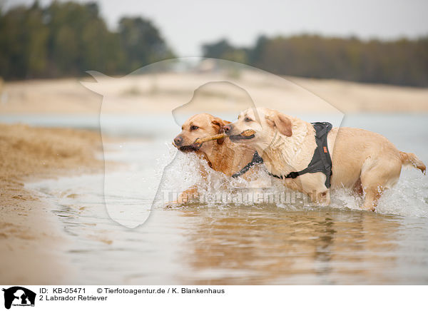 2 Labrador Retriever / KB-05471