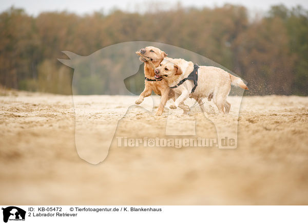 2 Labrador Retriever / KB-05472