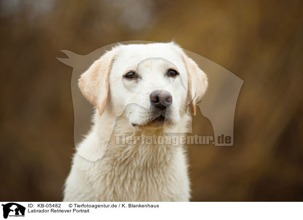 Labrador Retriever Portrait / KB-05482