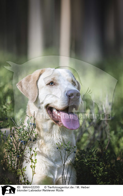 blonder Labrador Retriever Rde / MAH-02200