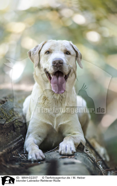 blonder Labrador Retriever Rde / MAH-02207