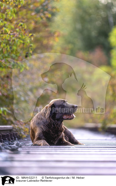 brauner Labrador Retriever / brown Labrador Retriever / MAH-02211