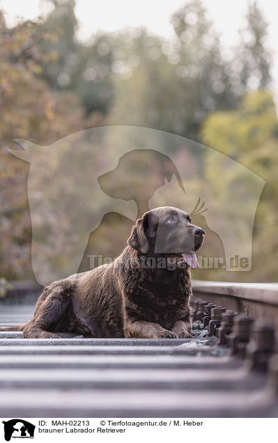 brauner Labrador Retriever / brown Labrador Retriever / MAH-02213