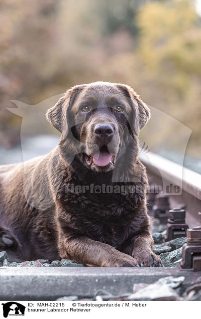 brauner Labrador Retriever / brown Labrador Retriever / MAH-02215