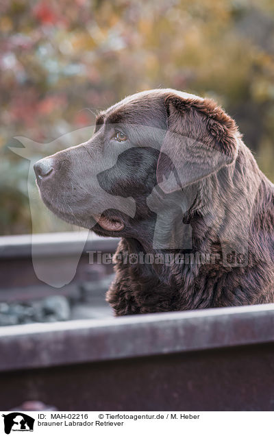 brauner Labrador Retriever / brown Labrador Retriever / MAH-02216