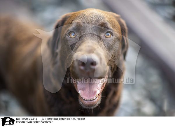 brauner Labrador Retriever / brown Labrador Retriever / MAH-02218