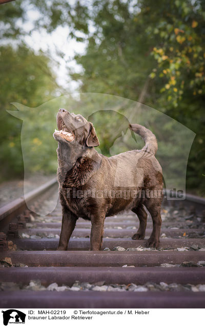 brauner Labrador Retriever / brown Labrador Retriever / MAH-02219