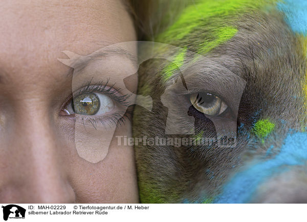 silberner Labrador Retriever Rde / MAH-02229