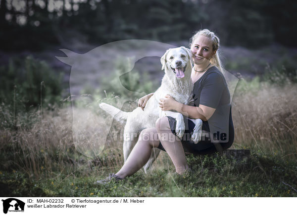 weier Labrador Retriever / MAH-02232