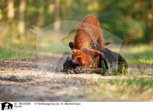 Hunde / dogs / KB-05856