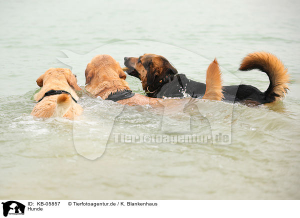 Hunde / dogs / KB-05857