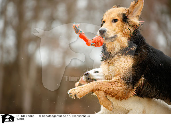 Hunde / dogs / KB-05866