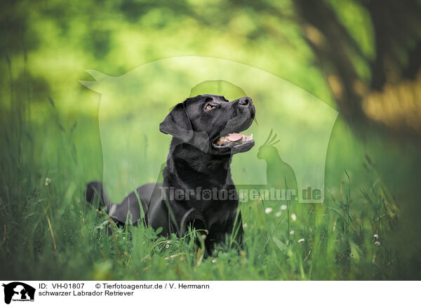 schwarzer Labrador Retriever / black Labrador Retriever / VH-01807