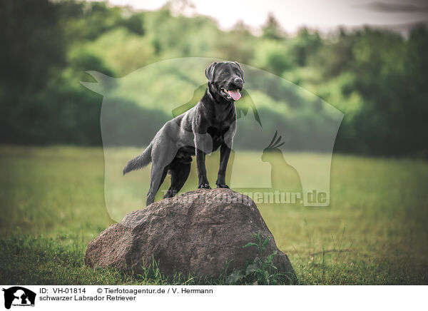 schwarzer Labrador Retriever / black Labrador Retriever / VH-01814