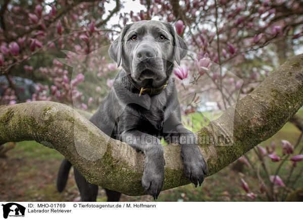 Labrador Retriever / MHO-01769