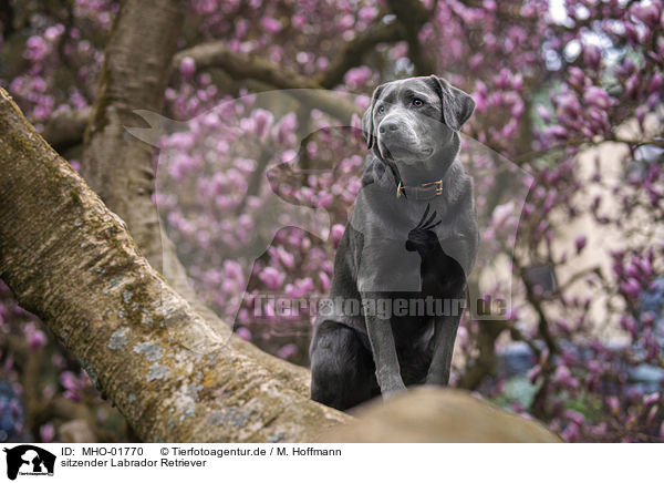 sitzender Labrador Retriever / sitting Labrador Retriever / MHO-01770