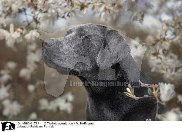 Labrador Retriever Portrait / Labrador Retriever Portrait / MHO-01771