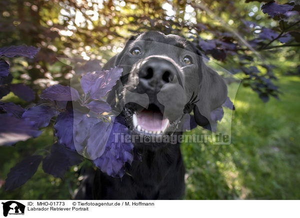 Labrador Retriever Portrait / Labrador Retriever Portrait / MHO-01773