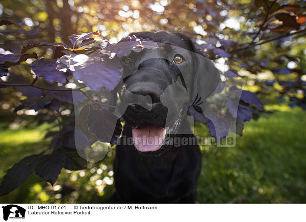 Labrador Retriever Portrait / Labrador Retriever Portrait / MHO-01774