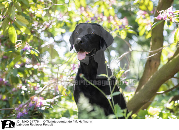 Labrador Retriever Portrait / Labrador Retriever Portrait / MHO-01776