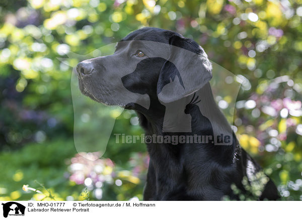 Labrador Retriever Portrait / Labrador Retriever Portrait / MHO-01777