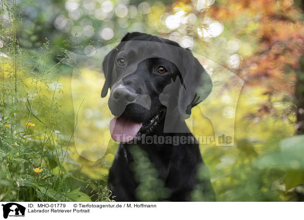 Labrador Retriever Portrait / Labrador Retriever Portrait / MHO-01779