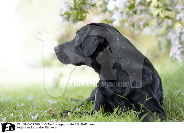 liegender Labrador Retriever / lying Labrador Retriever / MHO-01780