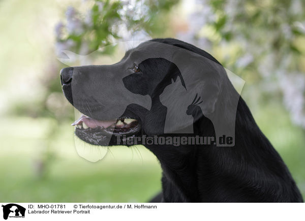 Labrador Retriever Portrait / Labrador Retriever Portrait / MHO-01781