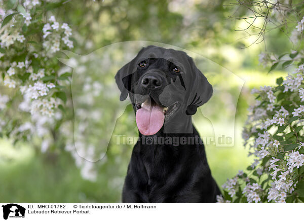 Labrador Retriever Portrait / Labrador Retriever Portrait / MHO-01782